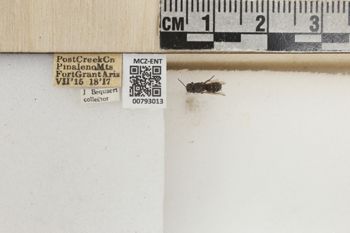 Media type: image;   Entomology 793013 Aspect: Labels